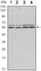 SMAD Family Member 6 antibody, abx015995, Abbexa, Enzyme Linked Immunosorbent Assay image 