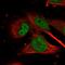 Glycogen Synthase Kinase 3 Beta antibody, HPA028017, Atlas Antibodies, Immunofluorescence image 