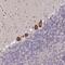 La Ribonucleoprotein Domain Family Member 1 antibody, NBP2-49151, Novus Biologicals, Immunohistochemistry frozen image 