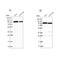 Coatomer Protein Complex Subunit Gamma 1 antibody, NBP1-85514, Novus Biologicals, Western Blot image 