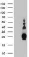 Biogenesis Of Lysosomal Organelles Complex 1 Subunit 6 antibody, CF504156, Origene, Western Blot image 