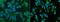 Aldehyde Dehydrogenase 1 Family Member A1 antibody, GTX02139, GeneTex, Immunofluorescence image 