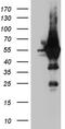 Activity Regulated Cytoskeleton Associated Protein antibody, M08455, Boster Biological Technology, Western Blot image 