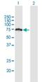 HERPUD Family Member 2 antibody, H00064224-B01P, Novus Biologicals, Western Blot image 