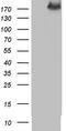 Thyroglobulin antibody, LS-C339046, Lifespan Biosciences, Western Blot image 