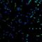 Endoglin antibody, MA5-11854, Invitrogen Antibodies, Immunofluorescence image 