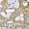 TERF2 Interacting Protein antibody, 23-327, ProSci, Immunohistochemistry frozen image 