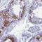 MAGE Family Member B6 antibody, HPA041853, Atlas Antibodies, Immunohistochemistry frozen image 