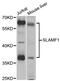 Signaling Lymphocytic Activation Molecule Family Member 1 antibody, A2044, ABclonal Technology, Western Blot image 