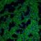 CD38 Molecule antibody, NBP2-25250, Novus Biologicals, Immunocytochemistry image 