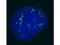 Chromobox 4 antibody, A03388-1, Boster Biological Technology, Immunofluorescence image 