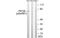 Protein Kinase C Beta antibody, MBS5301096, MyBioSource, Western Blot image 