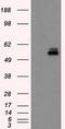Protein Kinase, Membrane Associated Tyrosine/Threonine 1 antibody, LS-C114912, Lifespan Biosciences, Western Blot image 