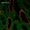 Sodium Channel Epithelial 1 Alpha Subunit antibody, SMC-242D-PCP, StressMarq, Immunohistochemistry paraffin image 