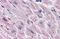 Endothelin Receptor Type A antibody, GTX12978, GeneTex, Immunohistochemistry paraffin image 