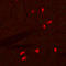 S100 Calcium Binding Protein A8 antibody, orb389243, Biorbyt, Immunofluorescence image 