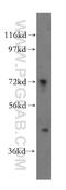 RNA Binding Motif Protein 17 antibody, 15374-1-AP, Proteintech Group, Western Blot image 