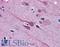 Gastrulation Brain Homeobox 2 antibody, LS-B3947, Lifespan Biosciences, Immunohistochemistry paraffin image 