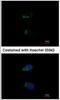 TAO Kinase 3 antibody, NBP1-32181, Novus Biologicals, Immunofluorescence image 
