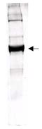 Glutamate dehydrogenase 1, mitochondrial antibody, R1086, Origene, Western Blot image 