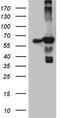 Acyl-CoA Dehydrogenase Family Member 9 antibody, CF811802, Origene, Western Blot image 