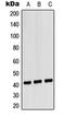 C-X-C Motif Chemokine Receptor 1 antibody, orb215479, Biorbyt, Western Blot image 