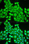 RAB6A, Member RAS Oncogene Family antibody, 19-755, ProSci, Immunofluorescence image 