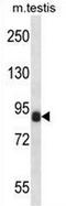 Cyclin T1 antibody, AP50822PU-N, Origene, Western Blot image 