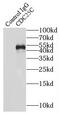 M-phase inducer phosphatase 3 antibody, FNab01523, FineTest, Immunoprecipitation image 
