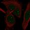 HIF1-alpha antibody, HPA000907, Atlas Antibodies, Immunofluorescence image 