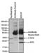  antibody, MA5-14680, Invitrogen Antibodies, Immunoprecipitation image 