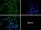 Perilipin 3 antibody, NB110-40764, Novus Biologicals, Immunocytochemistry image 
