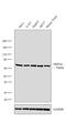 Heat Shock Protein Family A (Hsp70) Member 4 antibody, MA5-15578, Invitrogen Antibodies, Western Blot image 