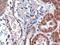 Fy antibody, GTX89467, GeneTex, Immunohistochemistry paraffin image 