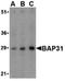 B Cell Receptor Associated Protein 31 antibody, orb74685, Biorbyt, Western Blot image 