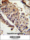 Serpin Family F Member 1 antibody, 62-817, ProSci, Immunohistochemistry paraffin image 