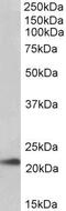 Transmembrane Protein 205 antibody, PA5-19404, Invitrogen Antibodies, Western Blot image 