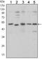 SMAD Family Member 5 antibody, MA5-15793, Invitrogen Antibodies, Western Blot image 