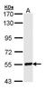 LYN Proto-Oncogene, Src Family Tyrosine Kinase antibody, PA5-29329, Invitrogen Antibodies, Western Blot image 