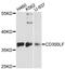 CD300 Molecule Like Family Member F antibody, LS-C748854, Lifespan Biosciences, Western Blot image 