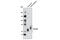 Solute Carrier Family 1 Member 4 antibody, 8442S, Cell Signaling Technology, Western Blot image 