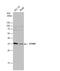 STIP1 Homology And U-Box Containing Protein 1 antibody, NBP2-15882, Novus Biologicals, Western Blot image 