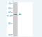 Centromere Protein N antibody, H00055839-M01, Novus Biologicals, Western Blot image 