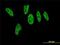 Histone acetyltransferase p300 antibody, ab54984, Abcam, Immunofluorescence image 
