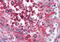Reticulon 4 antibody, MBS242170, MyBioSource, Immunohistochemistry paraffin image 