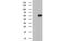 TUB Like Protein 3 antibody, MBS832404, MyBioSource, Western Blot image 