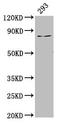 Protein LAS1 homolog antibody, LS-C672445, Lifespan Biosciences, Western Blot image 