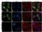 Stromal Antigen 2 antibody, 702499, Invitrogen Antibodies, Immunocytochemistry image 