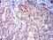 CD1c Molecule antibody, NBP2-61726, Novus Biologicals, Immunohistochemistry paraffin image 