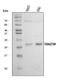 Thioesterase Superfamily Member 4 antibody, A07814-1, Boster Biological Technology, Western Blot image 